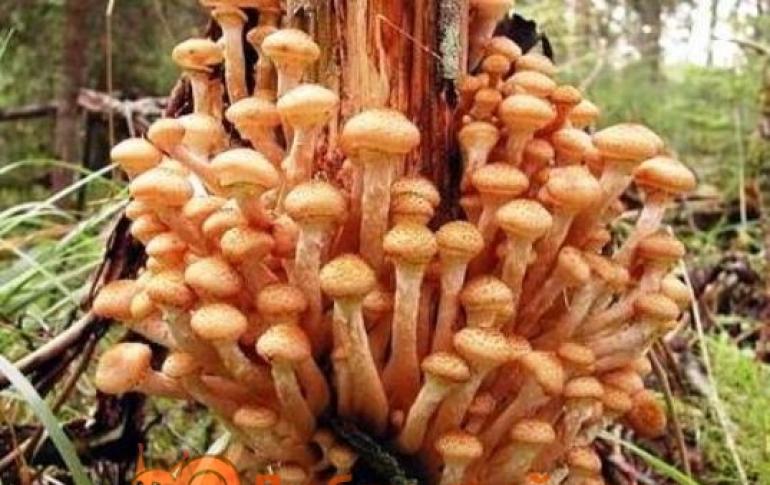 Что делают с грибами опятами после сбора?