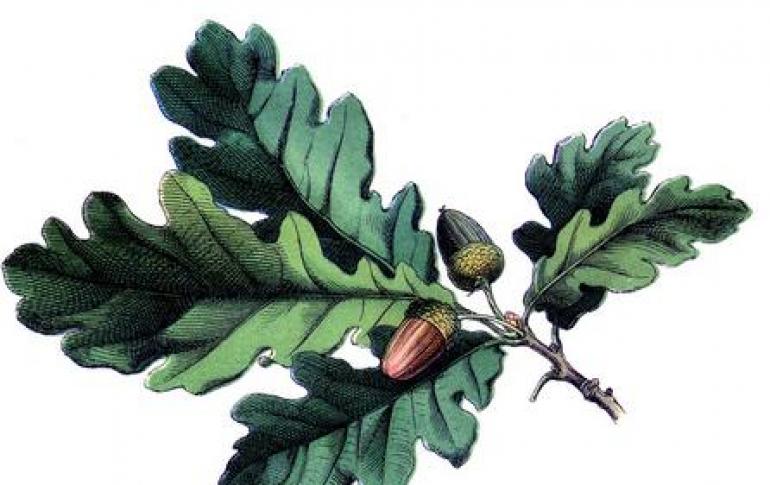 Почему дубовые листья являются символом здоровья, долголетия и военной доблести?