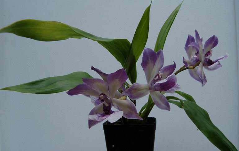 Разновидности орхидей – названия сортов с описанием и фото, уход за цветами в домашних условиях